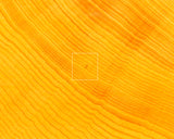 China grown Hon Kaya Masame Go board with legs 7.0-sun / 21.4 cm thick *Off-spec No.71136