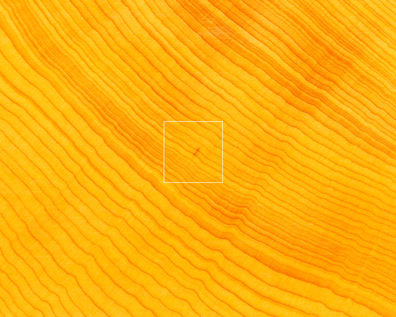 China grown Hon Kaya Masame Go board with legs 7.0-sun / 21.4 cm thick *Off-spec No.71136