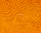 China grown Hon Kaya made Ten-masa Go board with legs (6.7-Sun/204 mm thick) No.71144F *Off-spec