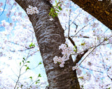 Wild mountain cherry bark crafts shop "Yatsu-yanagi" made Stand for flower vase (Sakura) 402-YGK-25